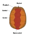 Los escudos del caparazón de una tortuga están conformados por hexágonos.