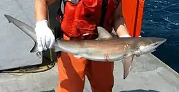 Pescador en un barco, sujetando un pequeño tiburón con sus manos