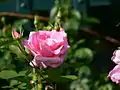 'Carefree Beauty', Buck 1977. Rosa híbrido de cruce con ascendentes parentales de Semillas: 'Applejack' x [ ('Dean Collins' x 'Queen Elizabeth') x ('Independence' x 'Improved Lafayette') ] Polen: 'Prairie Princess'