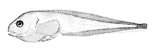 Careproctus ranula