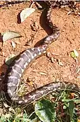 Pitón de alfombra digiriendo su comida en el Parque Nacional Toonumbar, Nueva Gales del Sur, Australia. El nombre científico de la serpiente es (Morelia spilota mcdowelli).