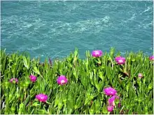 Uña de gato (Carpobrotus edulis), especie introducida.