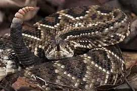 Crotalus durissus