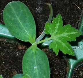 Plantín: primera hoja "verdadera" (normal, nomofilo) después de los cotiledones.