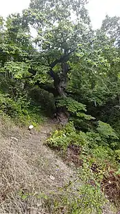 Castaño de la Nisia con follaje, es un árbol enorme con una gran copa y un tronco enroscado y con mucha textura