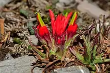 Castilleja bella