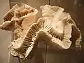 Esqueleto de Catalaphyllia