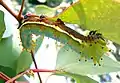 Larva alimentándose de una hoja de eucalipto