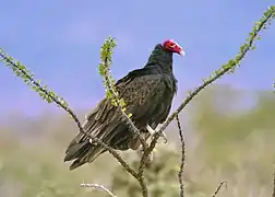 Zopilote (Cathartes aura).