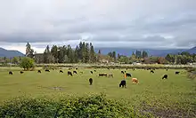 About 50 cattle are grazing in a green field under a cloudy sky. Buildings and trees are visible in the middle distance and beyond them hills or mountains.