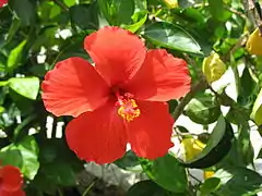 Cayena, flor símbolo de Barranquilla.