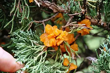 Óxido del cedro y el manzano, en un shimpaku juniper