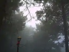 Bosque nubosoBosque Miramundo