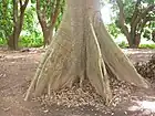 Raíces tabulares. Se diferencian de las raíces fúlcreas porque presentan aletones, aunque no se alejen mucho del tronco.