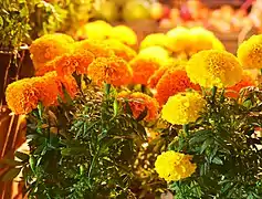 Cempasúchil mexicana, variedad en color amarillo y naranja