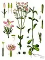 Centaurium erythraea Rafn.