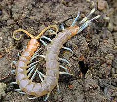 Myriapoda