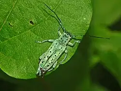 Saperda punctata