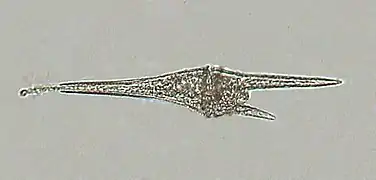Ceratium furcoides (Dinophyceae)
