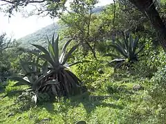 Maguey pulquero.