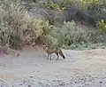 Zorro gris en el Cerro Policía