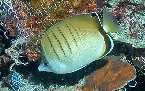 Chaetodon assarius