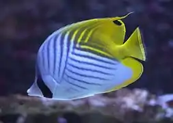 Chaetodon auriga