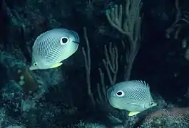 Pareja en el mar Caribe junto a gorgonia