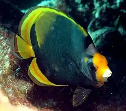 Chaetodon flavirostris