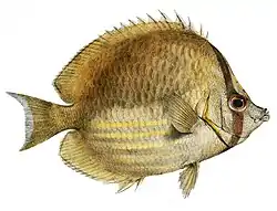 Chaetodon leucopleura