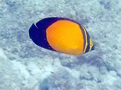 Chaetodon melapterus