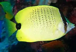 Chaetodon miliaris