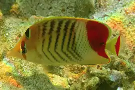 Chaetodon paucifasciatus