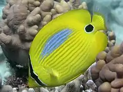 Chaetodon plebeius