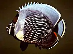 Chaetodon reticulatus