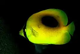 Chaetodon speculum