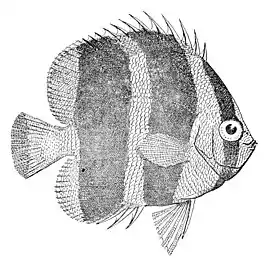 Chaetodon tricinctus