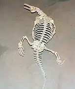 Esqueleto de un Champsosaurus vista trasera.