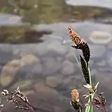 Flores junto al lago, junio de 2018