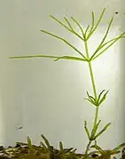 Chara coralllina (Streptophyta, Viridiplantae)