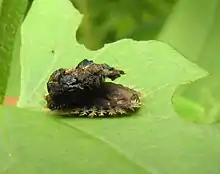 Charidotella sexpunctata, larva protegida por escudo fecal