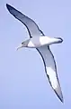Un albatros de Chatam volando en Tasmania.