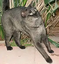 Adult Chausie of the black grizzled tabby variety.