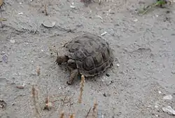 Tortuga (Chelonoidis chilensis) en Las Grutas, Rio Negro.