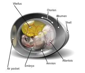 Diagrama de un embrión de gallina en su noveno día, dentro del recipiente orgánico conocido como huevo.