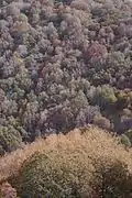 Bosque caducifolio otoñal de Nothofagus macrocarpa en cerro El Roble.
