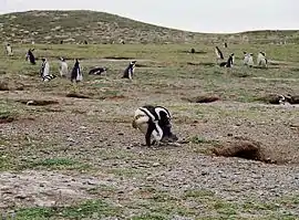 Colonia de Spheniscus magellanicus, en Monumento Natural Los Pingüinos, ubicado en Isla Magdalena, Chile, con una población flotante de 60 000 ejemplares de esta especie pingüina.