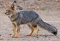 Zorro gris (Lycalopex griseus gracilis), La Rioja.