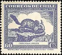 Chinchilla dibujada por Claudio Gay (1948).