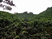 Plantación de café